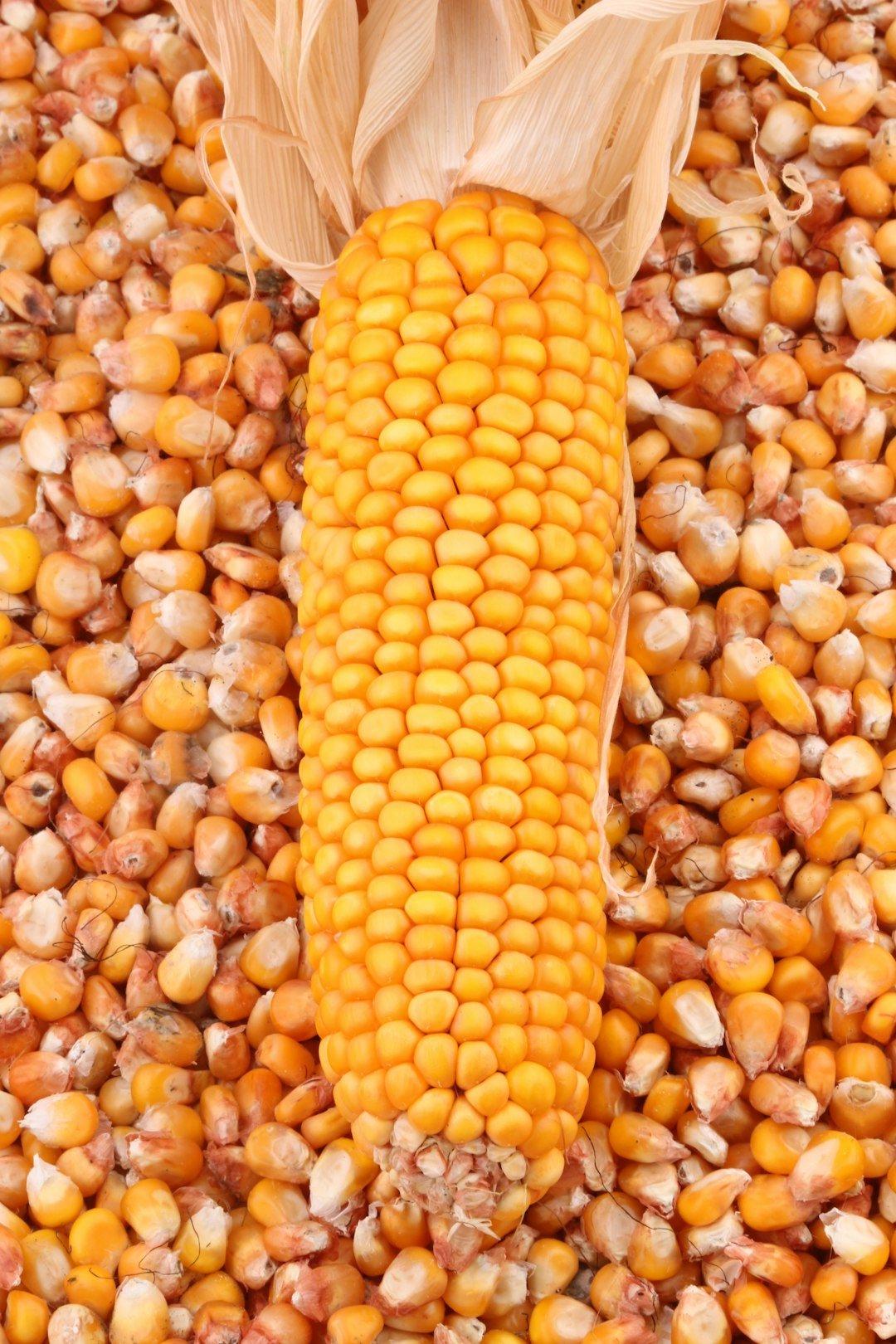 a-pile-of-corn-a7wvuj-94go